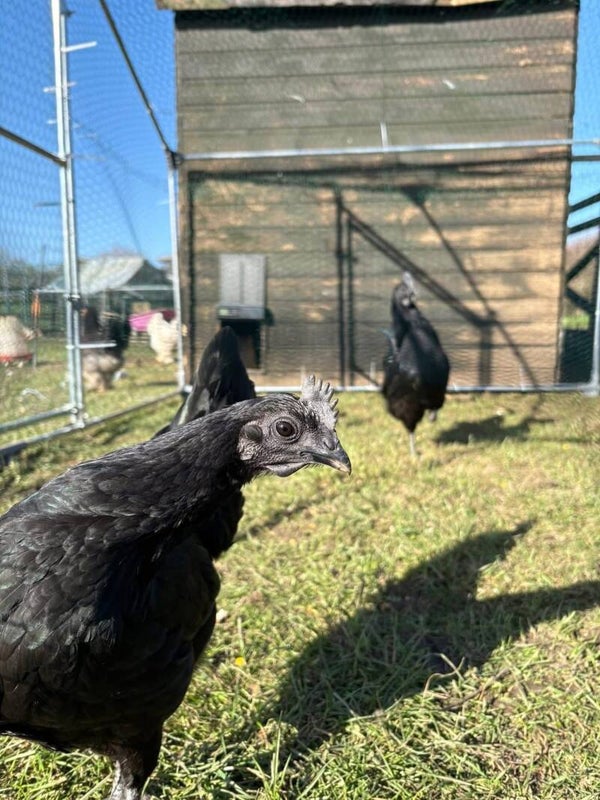 Ayam cemani hatching eggs