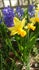 Chris Pengelly Gardening Services