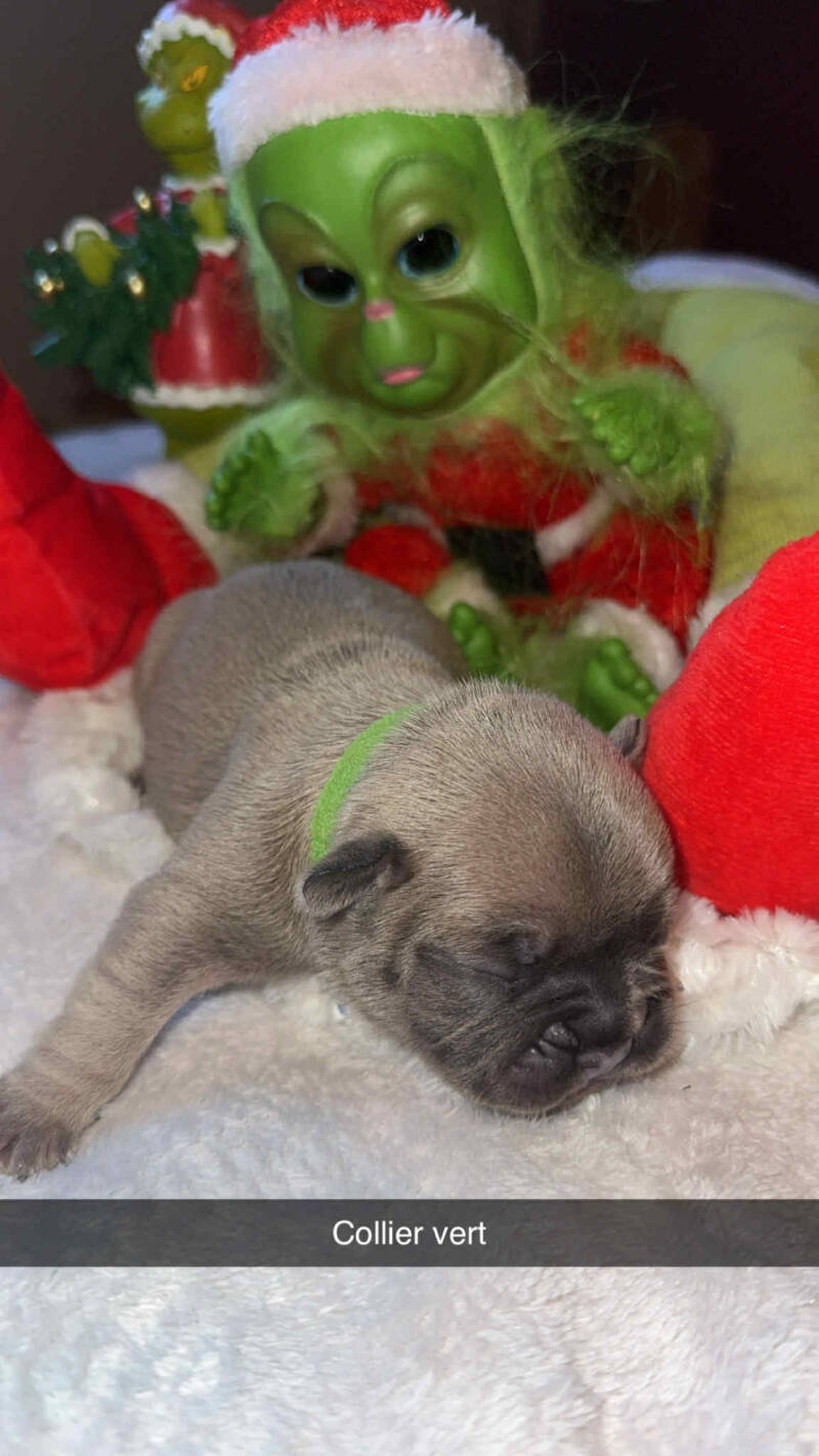 chiot du mariage : Rosy / Warrior  sexe : Mâle 