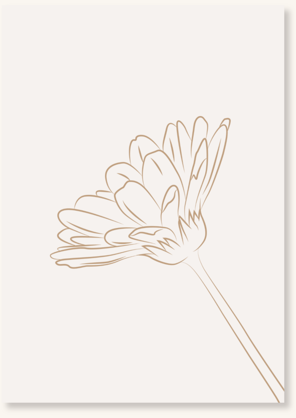 Blanco - Bruine bloem