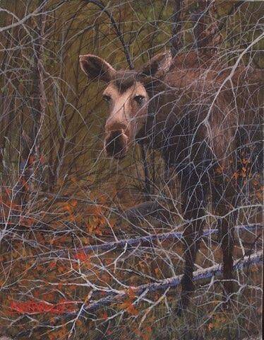 aliza-s-moose-baird-standard.jpg