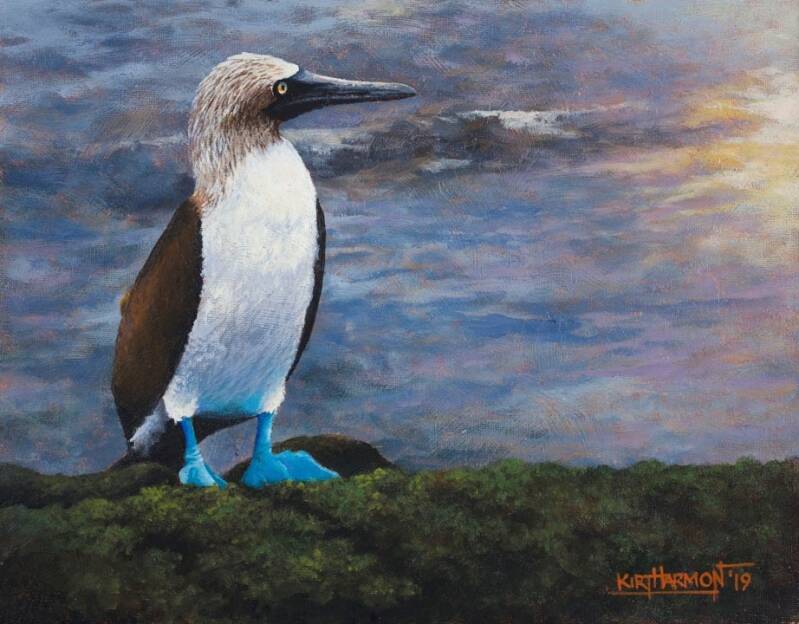 blue-footed-boobie-baird-standard.jpg