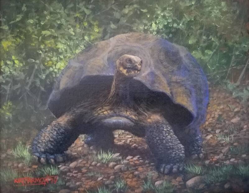 galapagos-giant-tortoise-standard.jpg