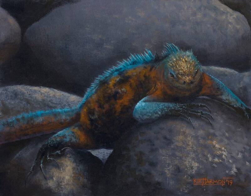marine-iguana-baird-standard.jpg