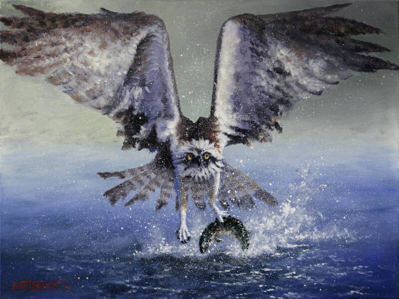 osprey-catch-and-eat-standard.jpg
