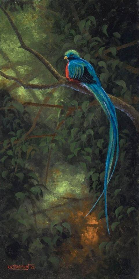 quetzal-baird-standard.jpg