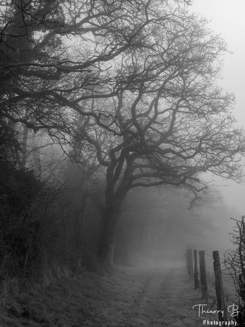 dans le brouillard mono