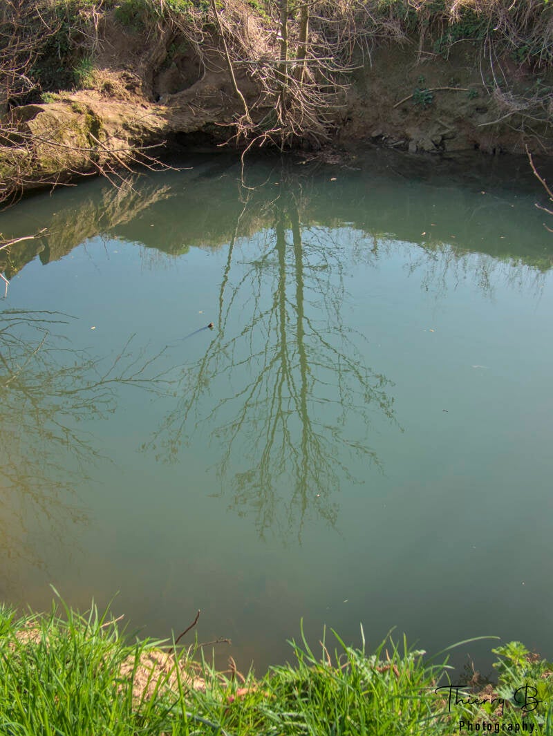 reflets arbre
