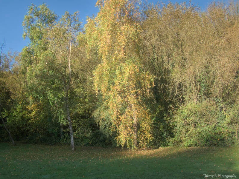 arbres d'automne