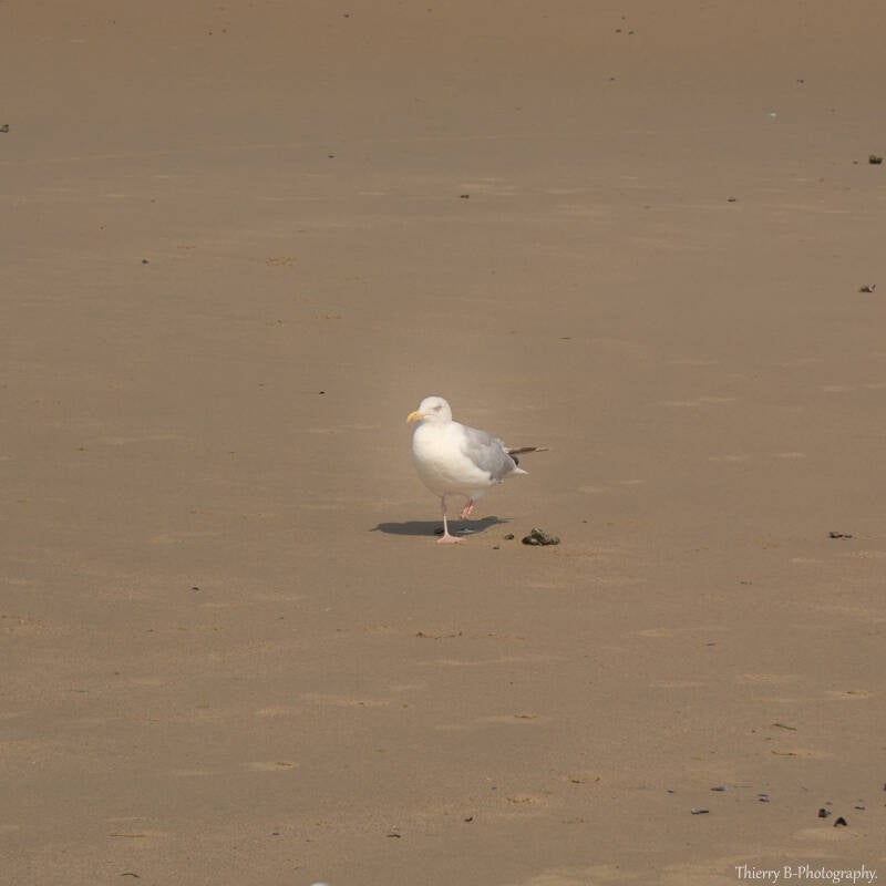 mouette 1