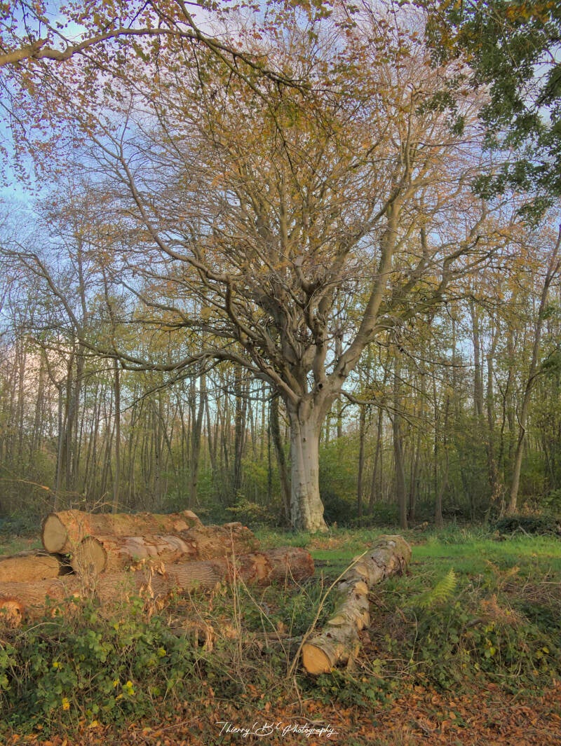 arbre de la fôret