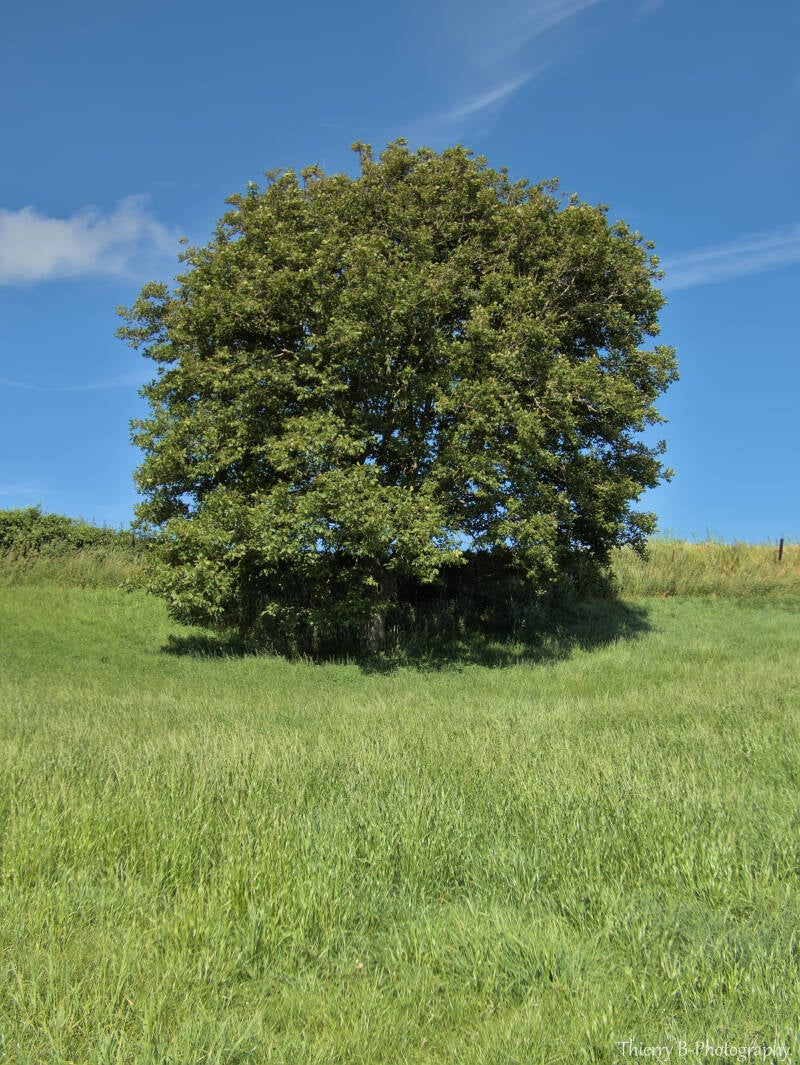arbre dans pré