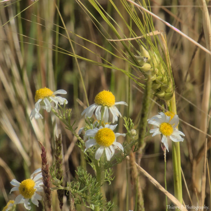 fleurs et blé