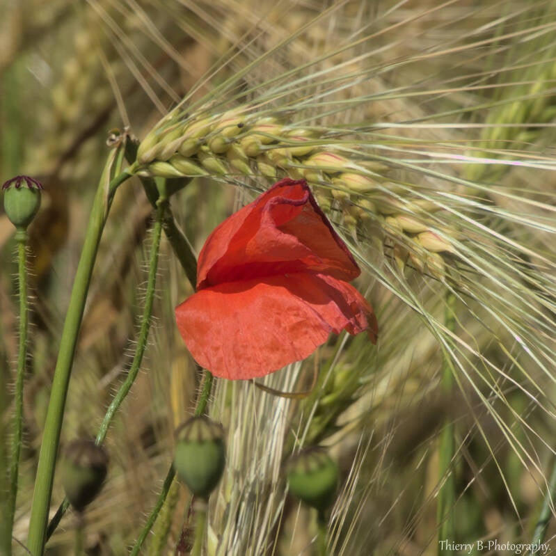 coquelicot