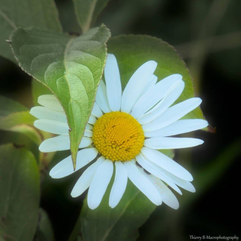 marguerite et feuille