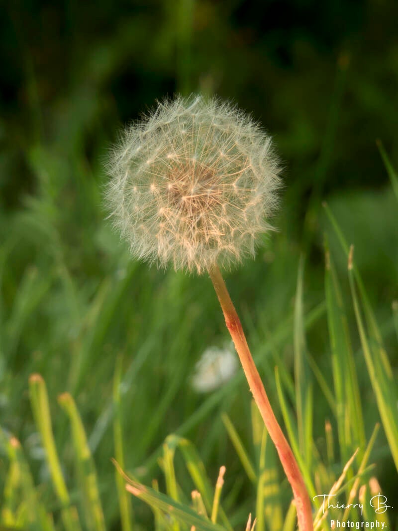 pissenlit