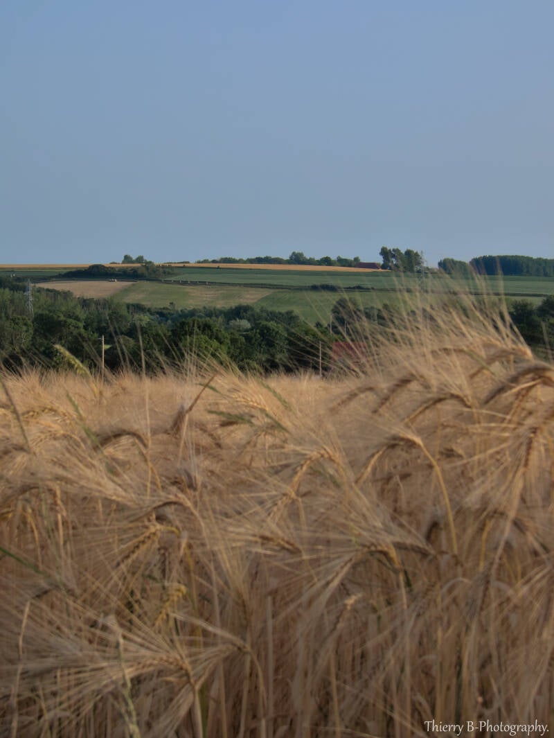 champ de blé