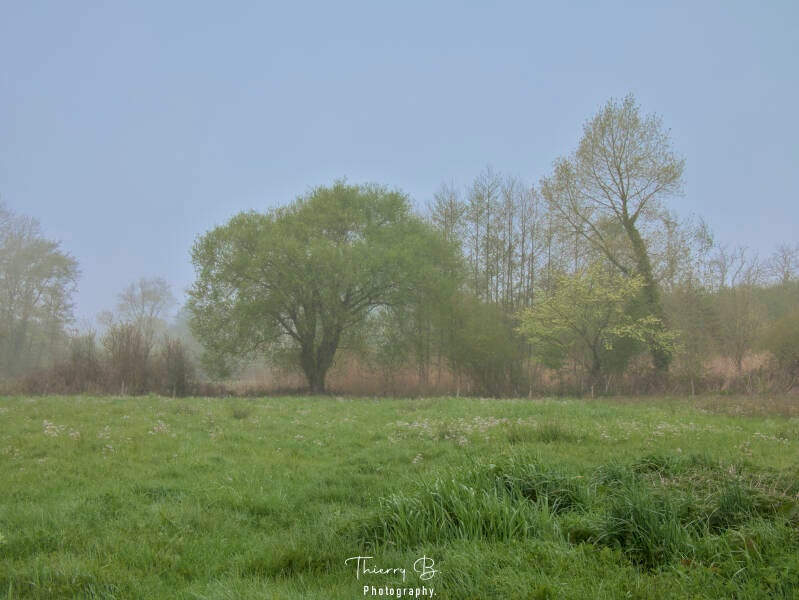arbres dans la brume
