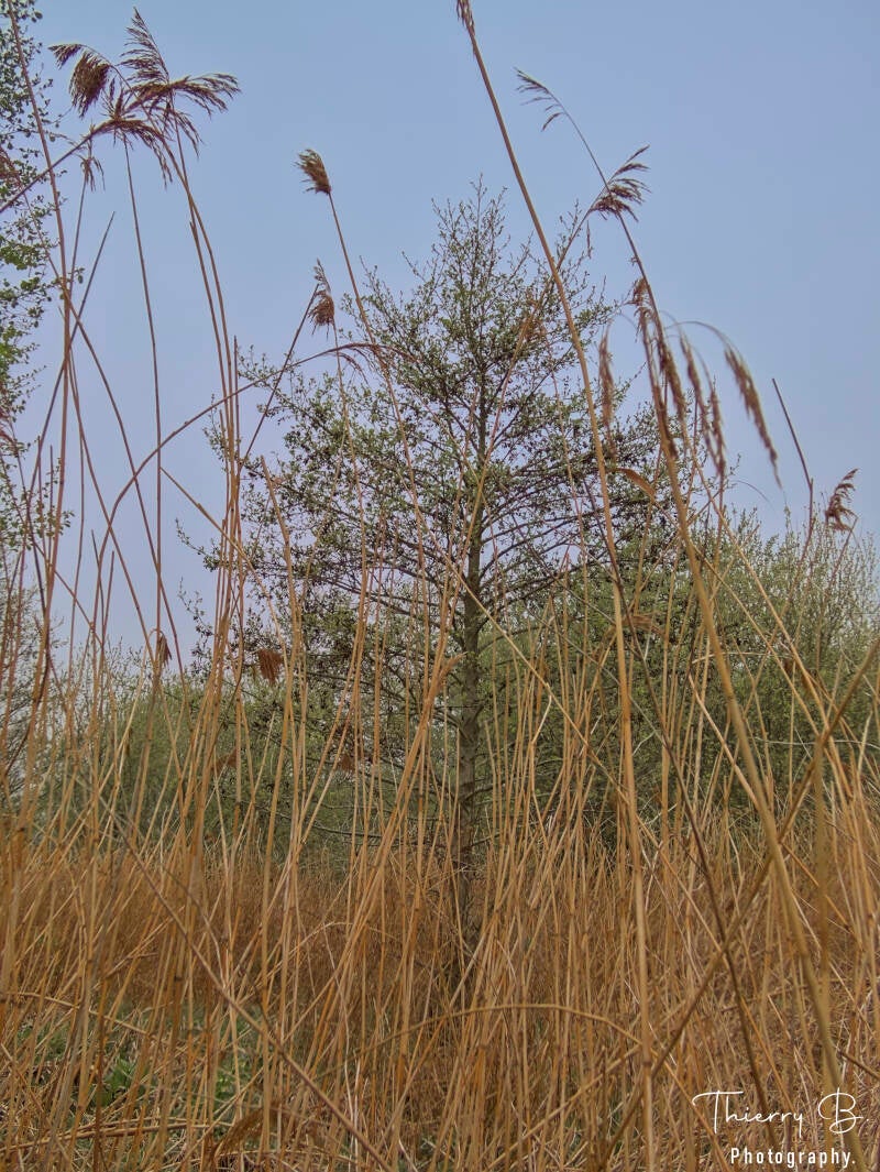 arbre et roseaux