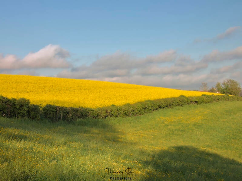 champ de colza