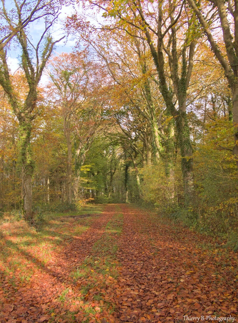 allée forestière