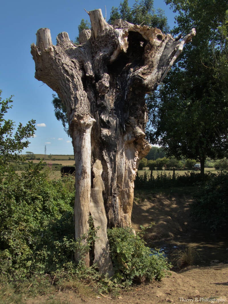 arbre champêtre