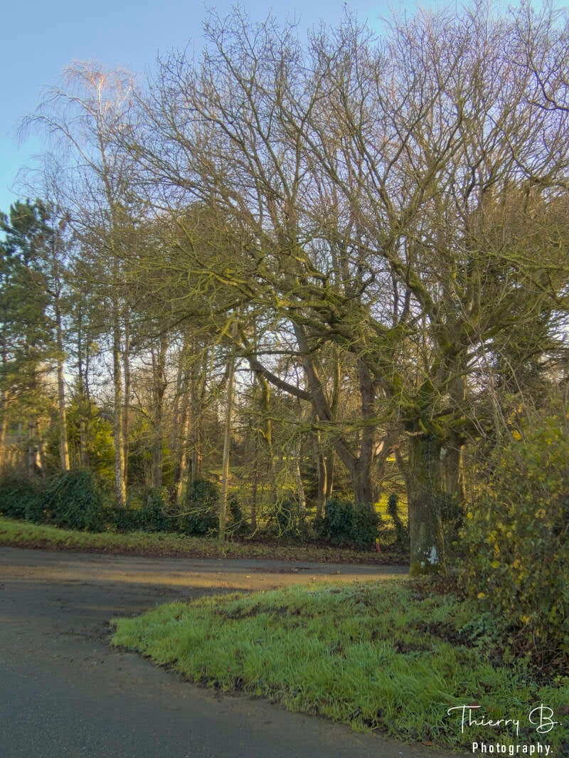 arbre au tournant
