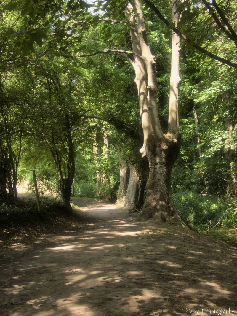 allée et arbres 3