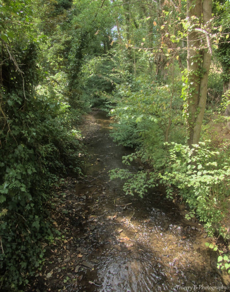 rivière et arbres 2
