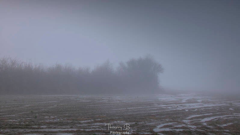 brouillard et champ