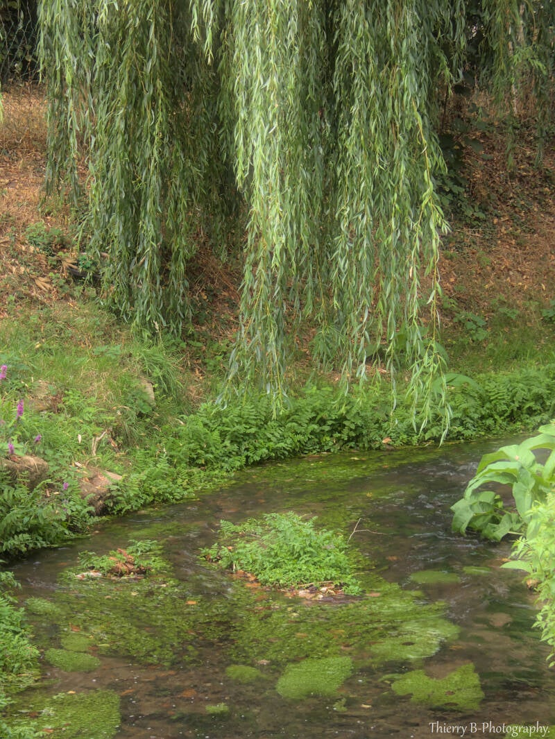 saule et eau