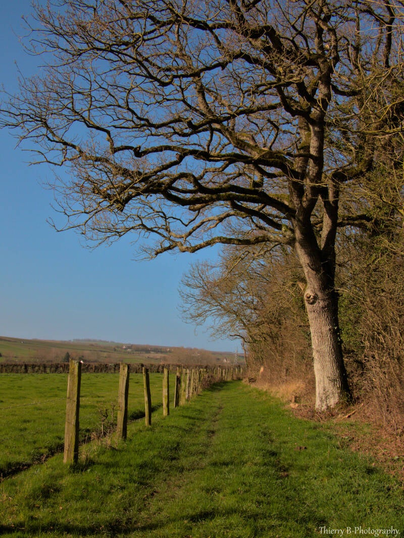 arbre et chemin