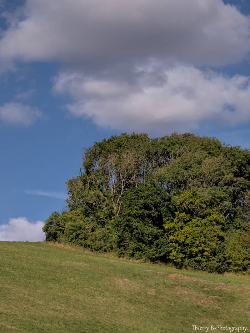 arbres et nuages