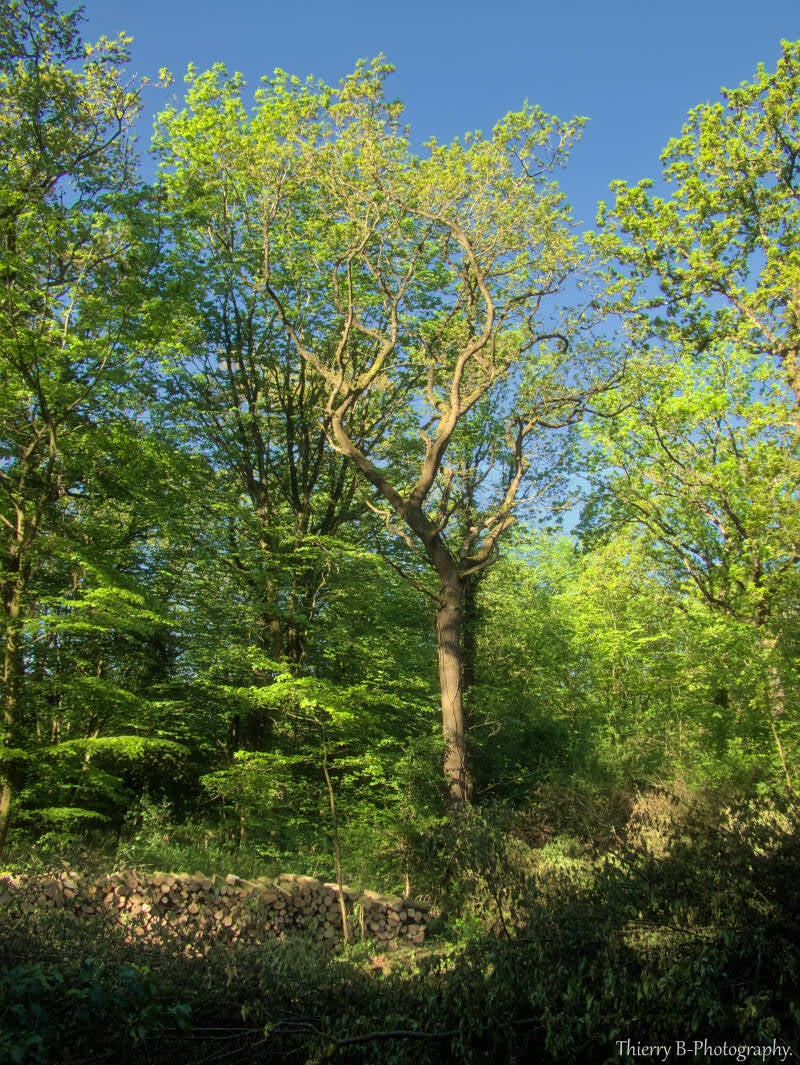 scène forestière 2