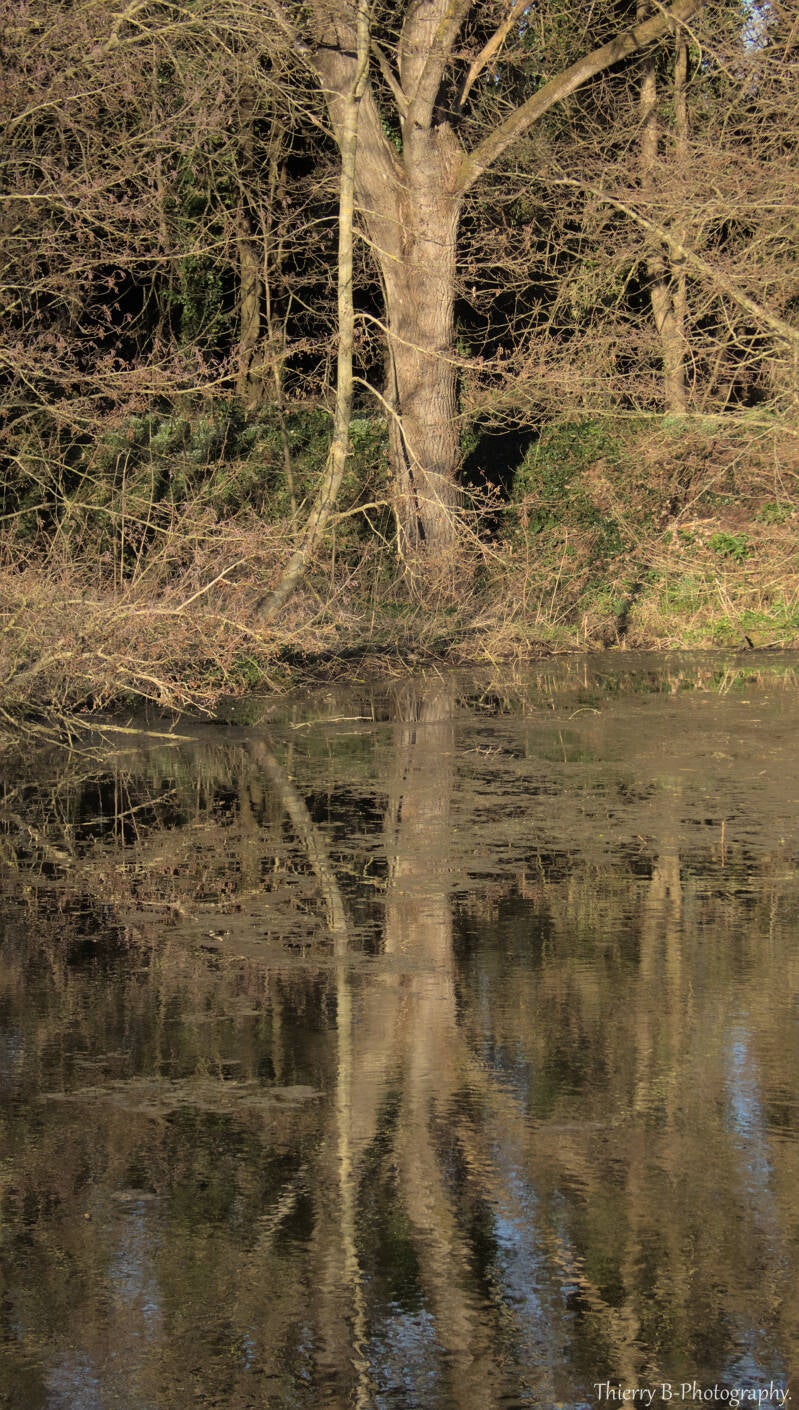 arbre et reflets