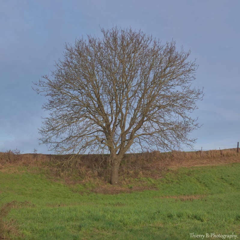 arbre dans le pré