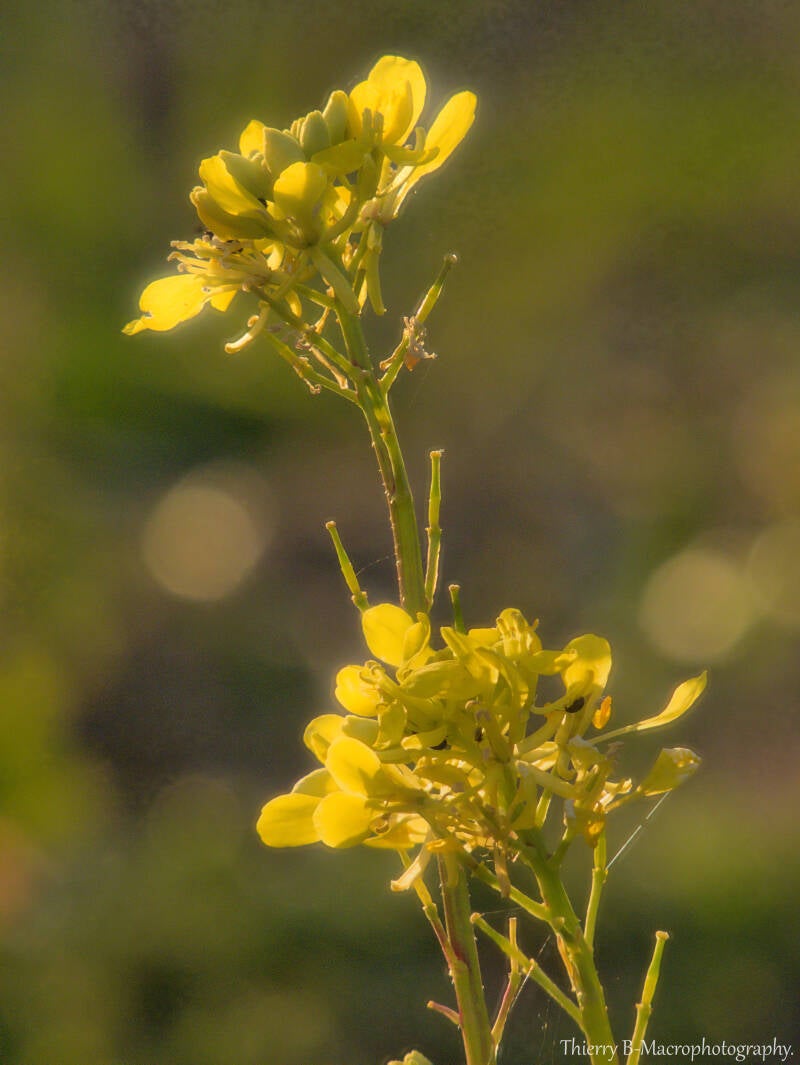 fleur de moutarde