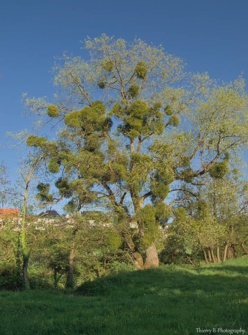 arbre à gui