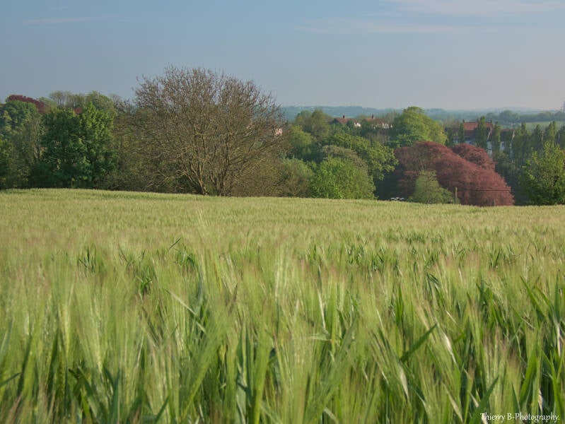 champ de blé