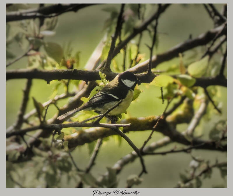 mésange
