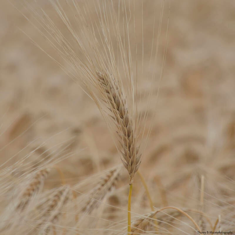 épi de blé