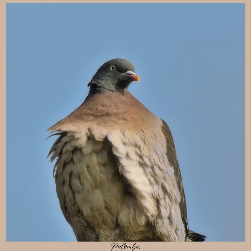 palombe