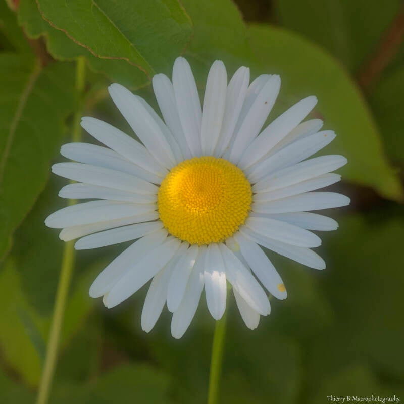 marguerite