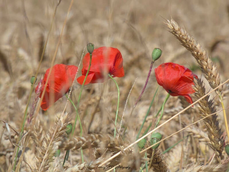 coquelicots et blé