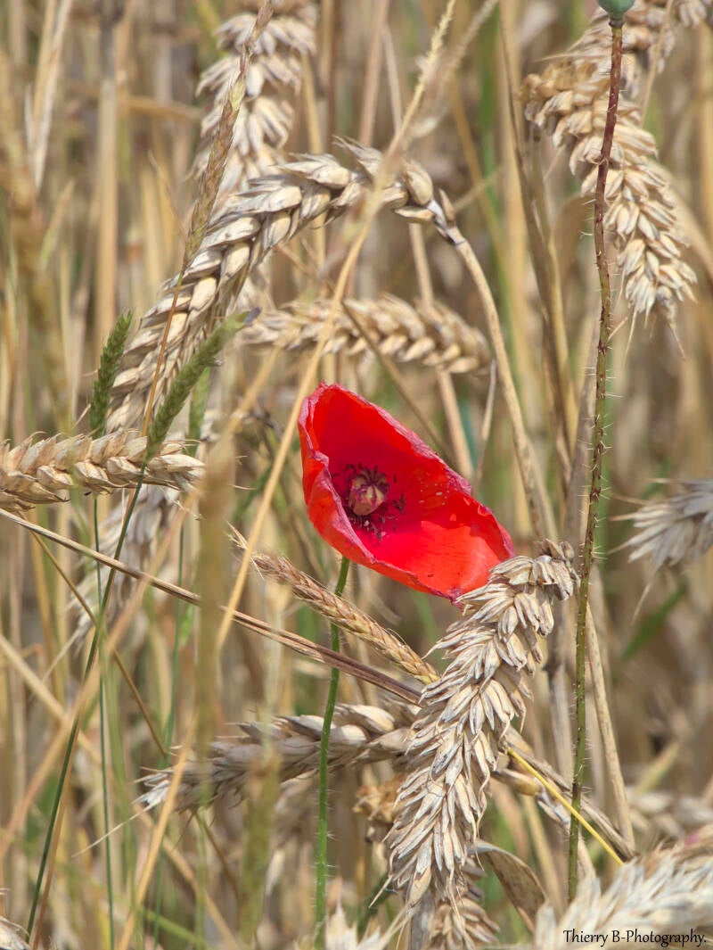 coquelicot 2