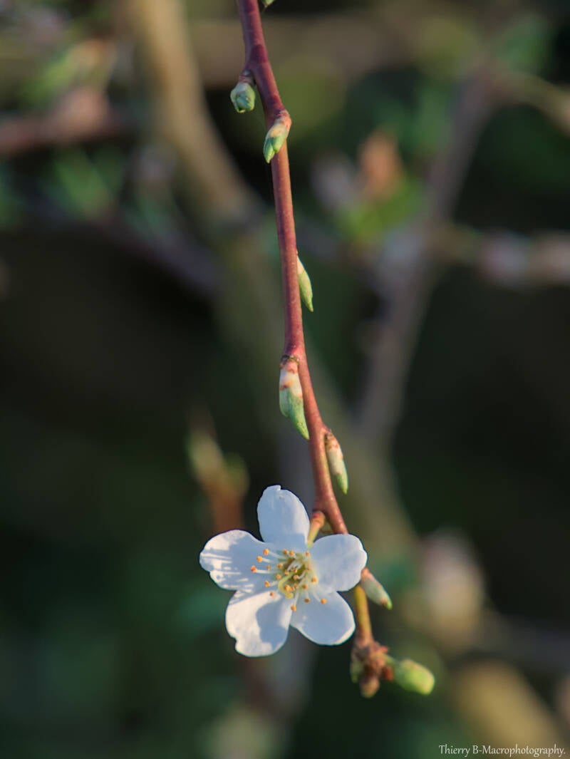 fleur prunier