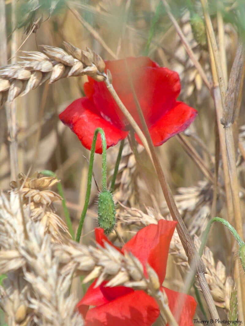 coquelicots