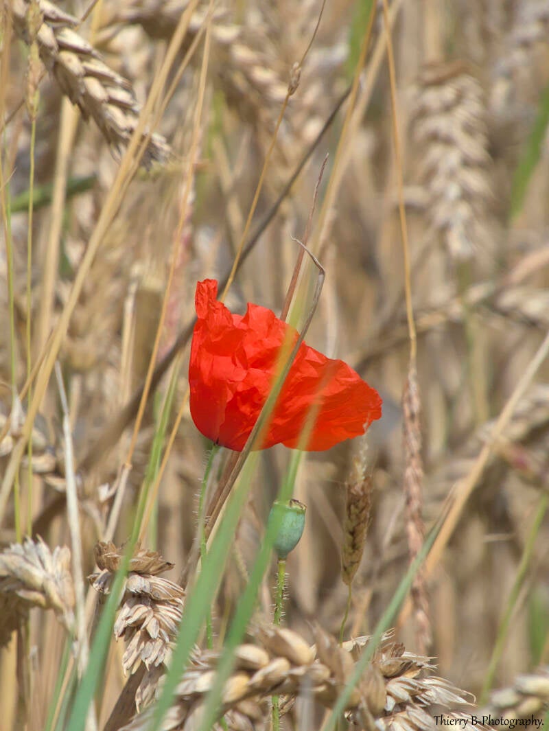 coquelicot 1
