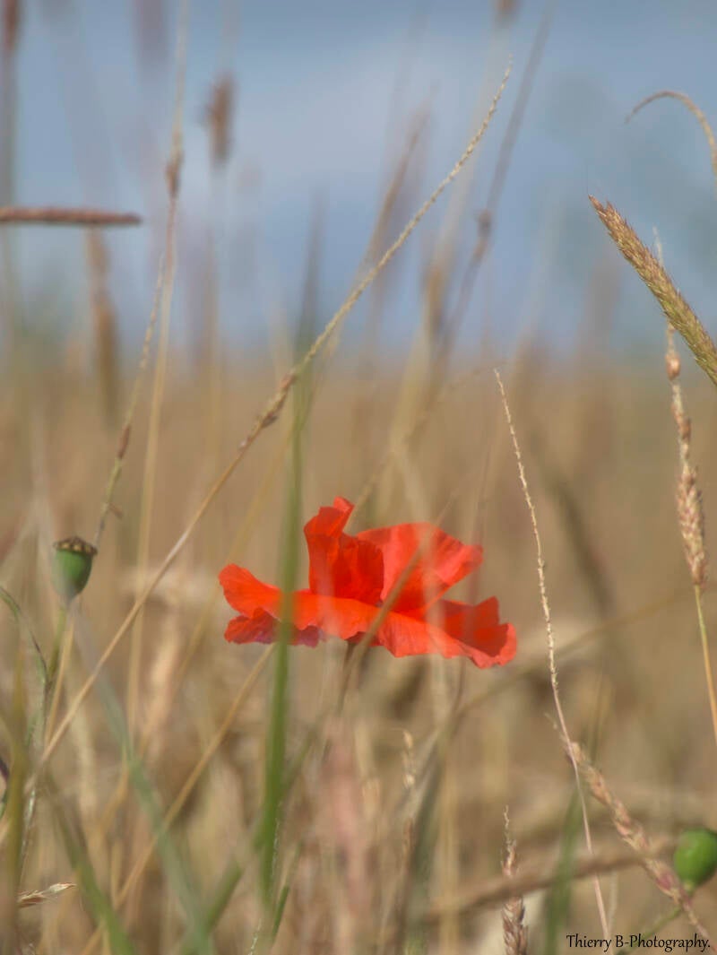 coquelicot