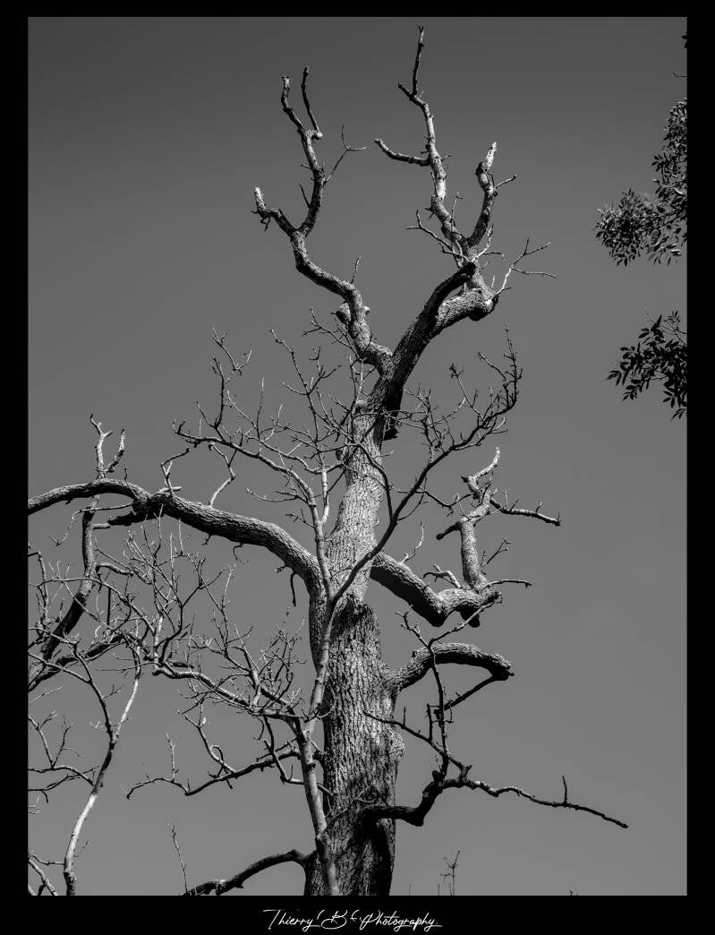 arbre mono 2